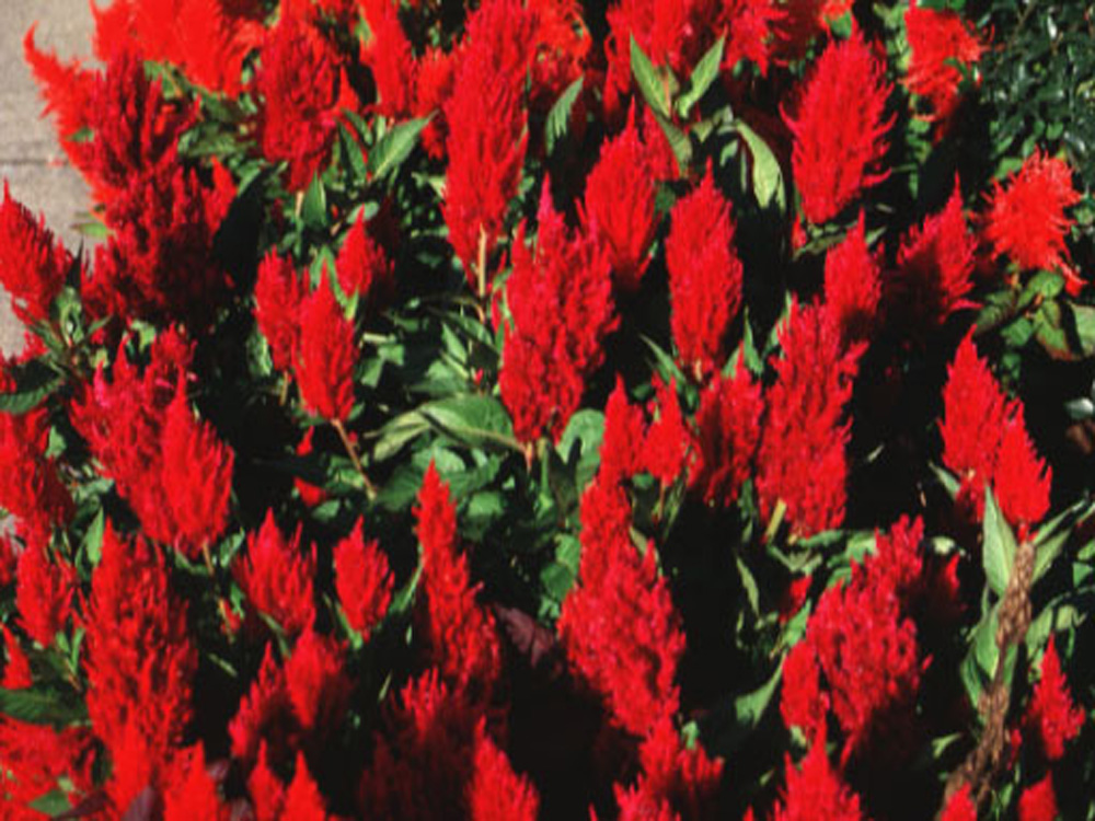 50 Celosia Seeds Plumed Forest Fire