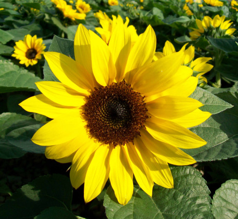 Sunflower Dwarf - Living Colour Plants